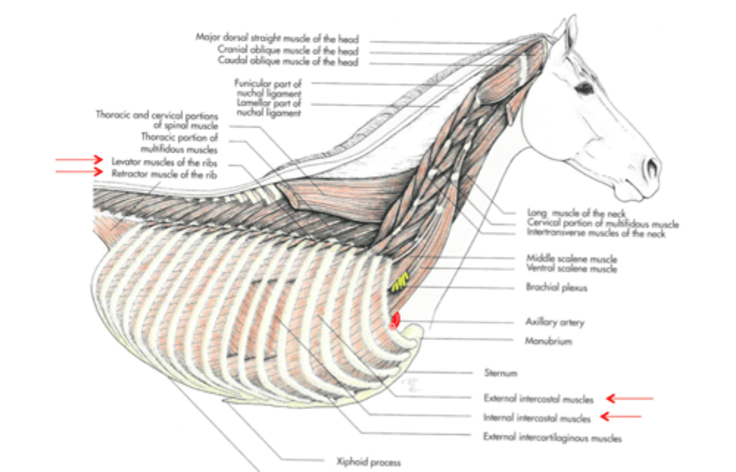 <p><span class="bgP">Innervate :</span>   costabdominal and iliohypogastric nerve</p><p><span class="bgP">function</span> : draws ribs backwrads for the expiration</p><p><span class="bgP">where :</span> last ribs and thoracic</p>