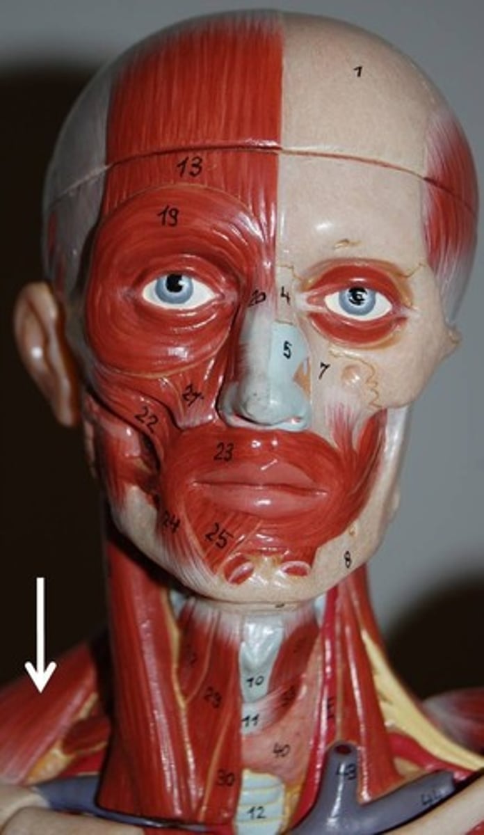 <p>Elevates, depresses, retracts, and rotates the scapula; rotates the arm</p>