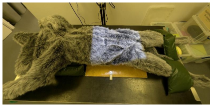 <ul><li><p>Dorsal recumbency, supported by a trough or sandbags at the level of the thorax as necessary to achieve superimposition of sternebrae and vertebrae, avoiding axial rotation.</p></li><li><p>Hindlimbs allowed to fall into natural 'frog legged' position or secured in extension with sandbags or ties.</p></li><li><p>Forelimbs extended and secured with sandbags or ties.</p></li></ul><p></p><p></p>