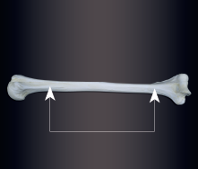 <p>middle, shaft</p>