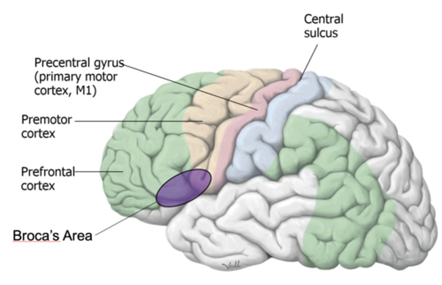<p>expressive (motor) aspects of language</p>