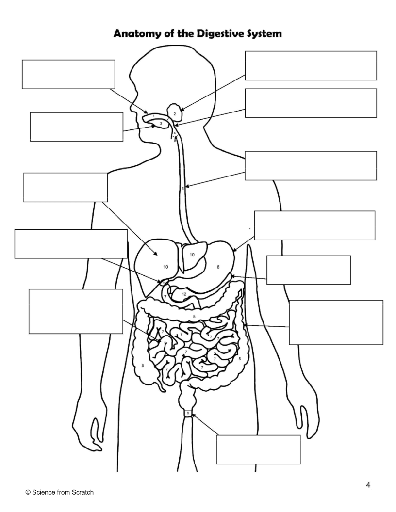 <p>What is 2 as labeled </p>