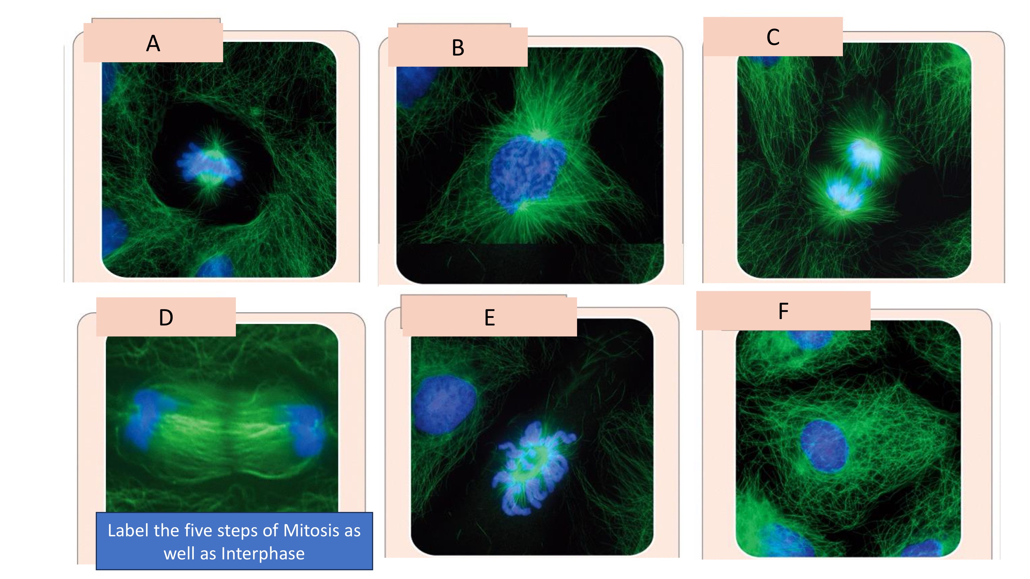 <p>Label the five steps of mitosis as well as interphase</p>