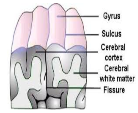 <p>Elevations/bumps and depressions/grooves that gives the brain its wrinkly shape</p>