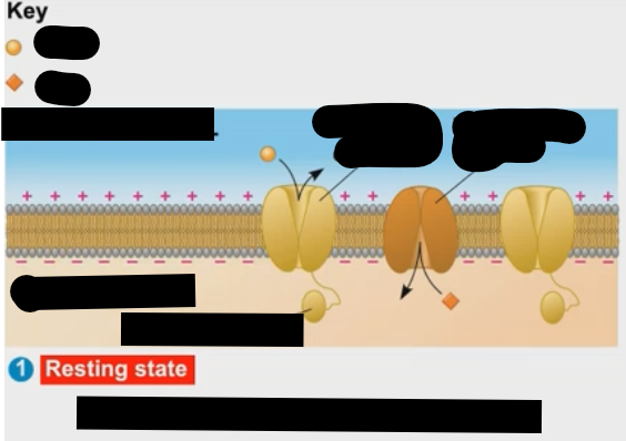 <p>What is happening at the resting state of the neuron?</p>