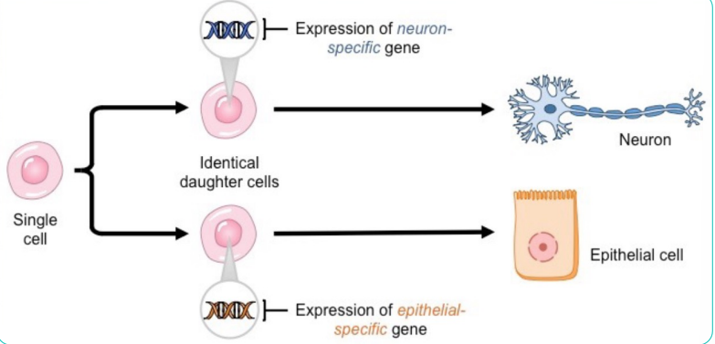 <p>Remember! All cells have the same genes. So what differs is not their genetic makeup, but rather their gene expression</p>