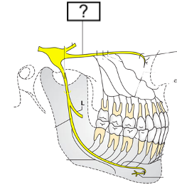 <ul><li><p>CN V<sub>2</sub></p></li><li><p>sensory nerve</p></li><li><p>enters foramen rotundum</p></li></ul>