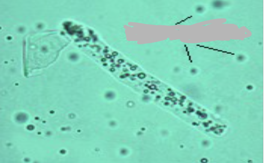 term image