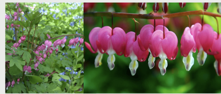 <p><span style="font-family: &quot;Gowun Batang&quot;, serif;">Fernlike foliage with arching stems of heart-shaped pink and white pendulous flowers.</span></p>