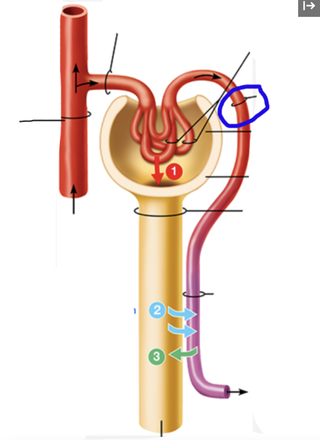 knowt flashcard image