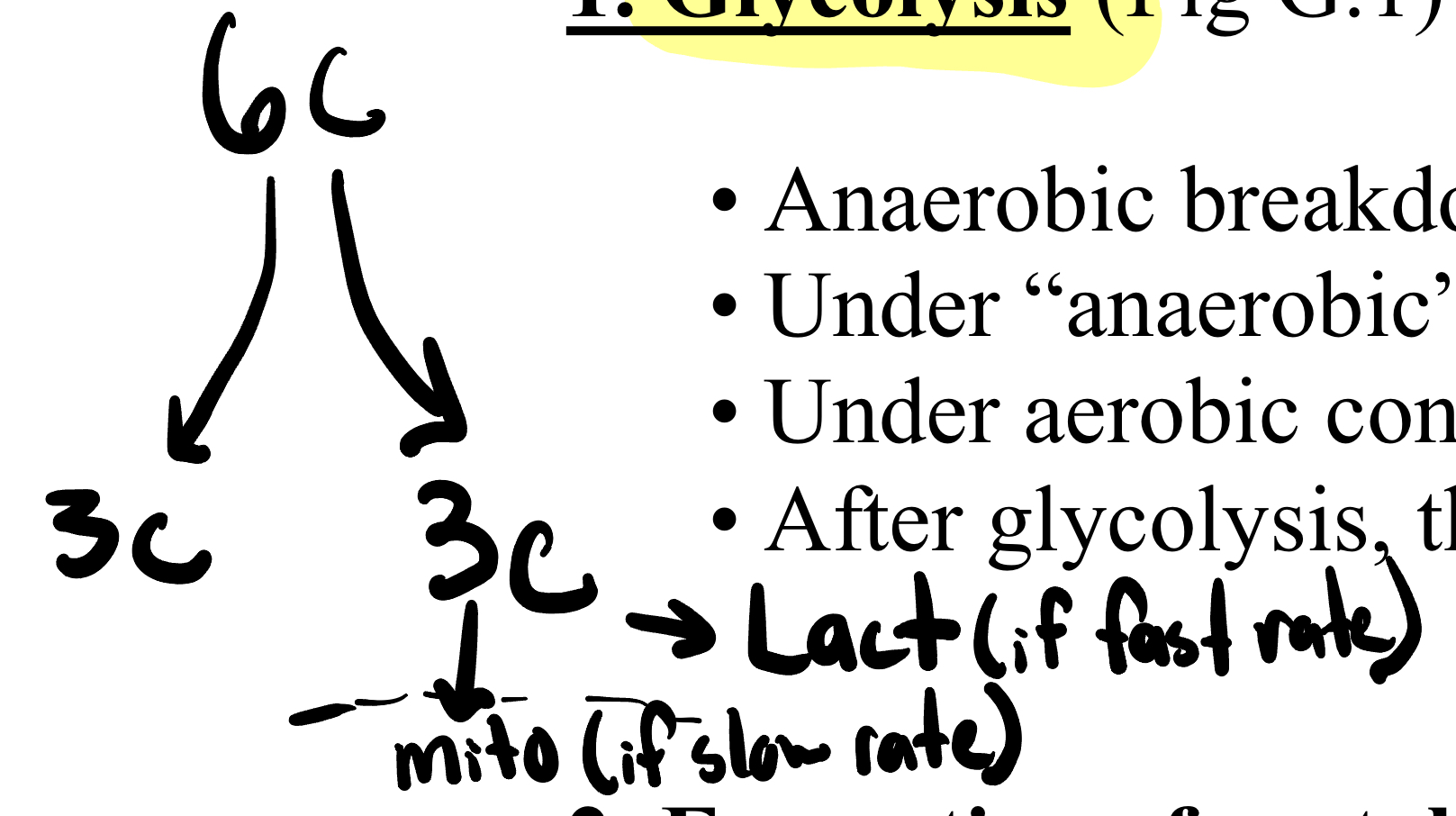<p>-Anaerobic breakdown of glucose (6-C molecule) into <strong>two pyruvate</strong> molecules (3-C)</p><p>-Under “anaerobic” conditions (when ATP demand is high), pyruvate is reduced to lactate. (if rate fast)</p><p>-Under aerobic conditions, pyruvate is converted to acetyl CoA and enters the Krebs cycle. (if rate slow)</p><p>-After glycolysis, there is a net production of <strong>2 molecules of ATP.</strong></p><p>*No CO2 produced so no C lost; no O2 used</p><p>*22222222302222222222230 (but if only 1 glucose molecule would want to do aerobic)</p>