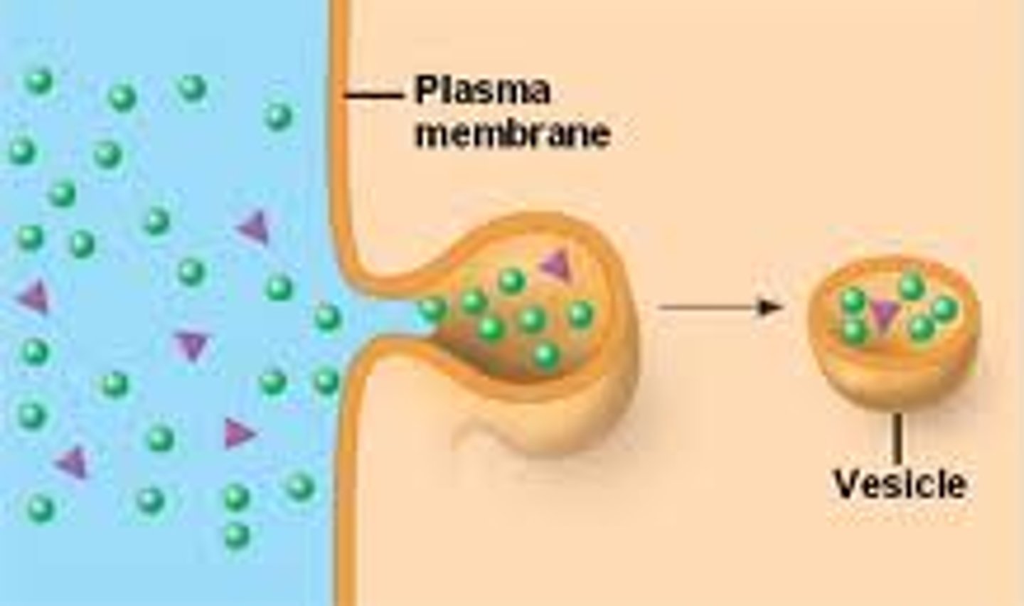 <p>molecules are taken up when extracellular fluid is "gulped" into tiny vesicles.</p>