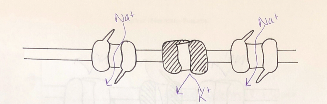 knowt flashcard image