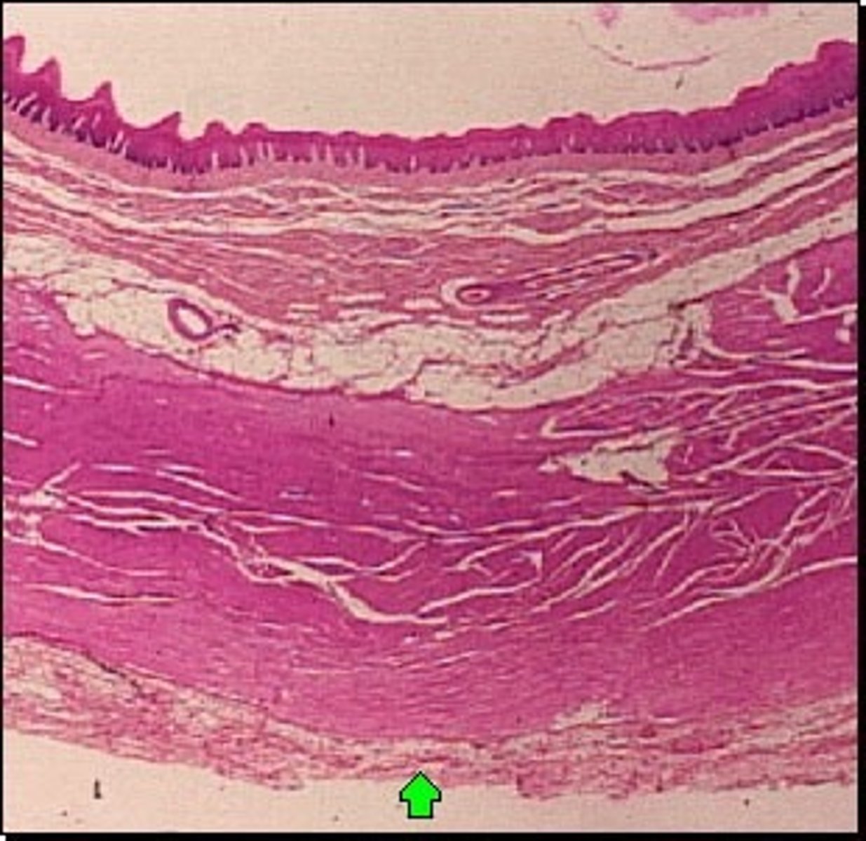 <p>Outermost layer from inside out.</p><p>Cells produce serous fluid which provides moisture and lubrication and allows organs within the abdominal cavity to slide freely against one another.</p>