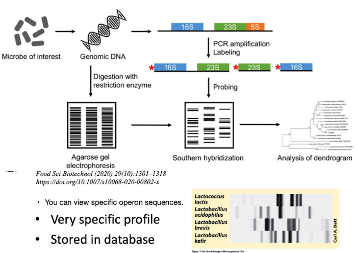 <p><strong>Ribotyping uses restriction enzyme digestion to create a unique DNA banding pattern </strong>(“molecular fingerprint”).</p><p>Extremely specific; useful for strain discrimination i.e. in <span><span>Clinical labs, food microbiology (detecting pathogens like </span><em><span>E. coli</span></em><span>), and environmental monitoring. </span></span></p>
