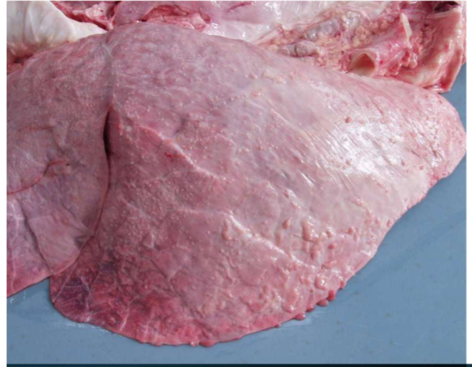 <ol><li><p><strong>Compulsory inspection of bovine lungs- </strong>cut into lungs, mediastinum, and local lymph nodes to search for abscesses from TB.</p></li><li><p><strong>Describe using 3 words- </strong>diffuse spread, pink-whitish</p></li><li><p><strong>Potential diagnosis- </strong>pleurisy</p><ol><li><p>Tags of fibrous tissue common along the edge of caudal lungs</p></li><li><p>if there is granulation tissue present along with these tags, consider tuberculosis</p><ol><li><p>Notifiable disease- APHA phone call</p></li><li><p>Check popliteal lymph nodes- if spread to there then most likely whole carcass infected (fully rejected)</p></li></ol></li></ol></li><li><p><strong>Judgement including ABP category</strong></p><ol><li><p>Local rejection-</p></li></ol></li></ol><p></p>