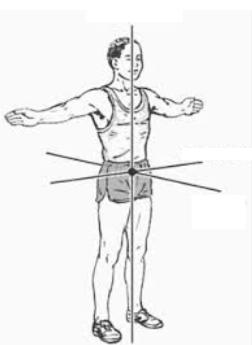 An imaginary long, straight line that cuts through the body from top to bottom; transverse plane
