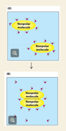 <p><strong>Q: What happens in (A) of the image?</strong><br></p>