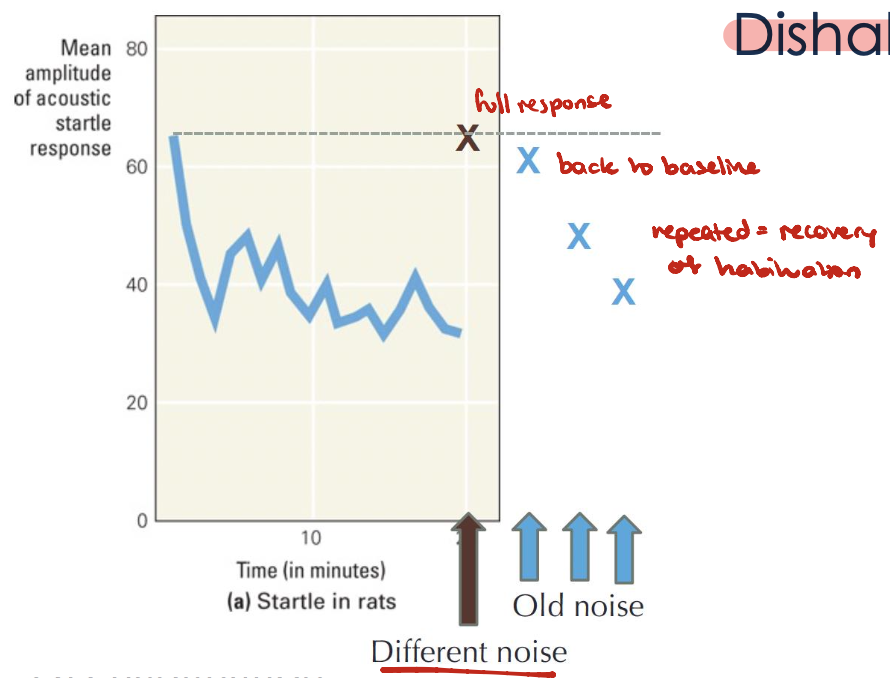 <ul><li><p>Presentation of a different stimulus results in an increase of the decremented response to the original stimulus</p><ul><li><p>New stimulus can temporarily recover repsonses to habituated stimulus</p></li><li><p>Fades quickly if the original stimulus is presented repeatedly again</p></li></ul></li><li><p>Recovery, but not spontaneous → because a new stimulus is presented</p></li></ul><p></p>