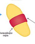 <p>zonary</p>