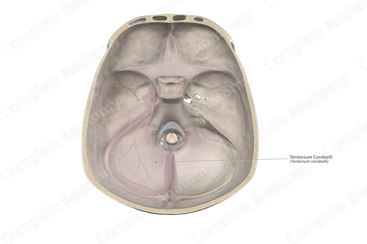 <p>Separates cerebellum from cerebrum</p>