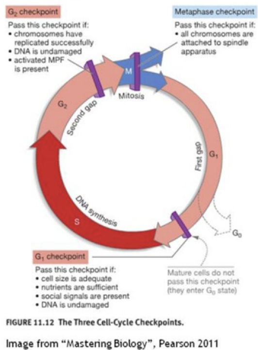 <p>if you used a chemical to block ____ cells would stall during the cell cycle and have twice the normal amount of DNA</p>