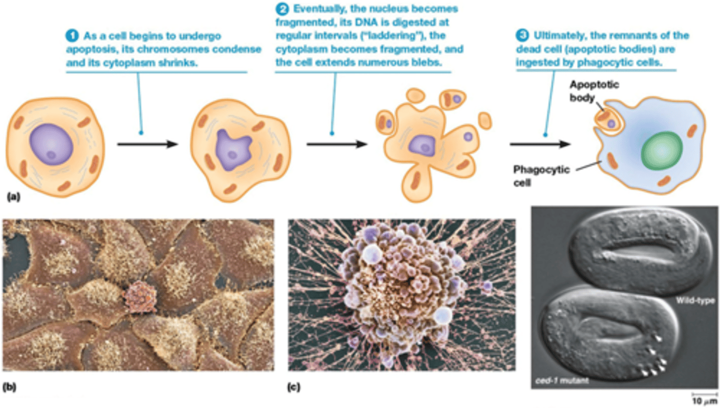 <p>-Chromatine condenseert</p><p>-cytoplasmasma krimpt</p><p>-Fragmentatie van dna</p><p>Blaasjes worden gevormd (ze hebben een membraan en er zitten stukjes dna in)</p><p>-Apoptotische body's worden opgegeten door een fagocyterende cel bv de macrofagen</p><p>->de celinhoud komt niet vrij in het cytosol</p>