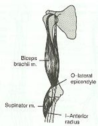 \-Supinator : O → L. epicondyle; I → Anterior Radius 

\-Bicep brachii