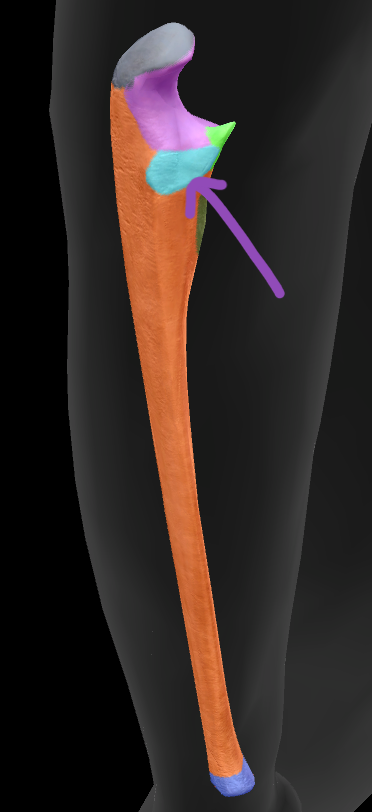 term image