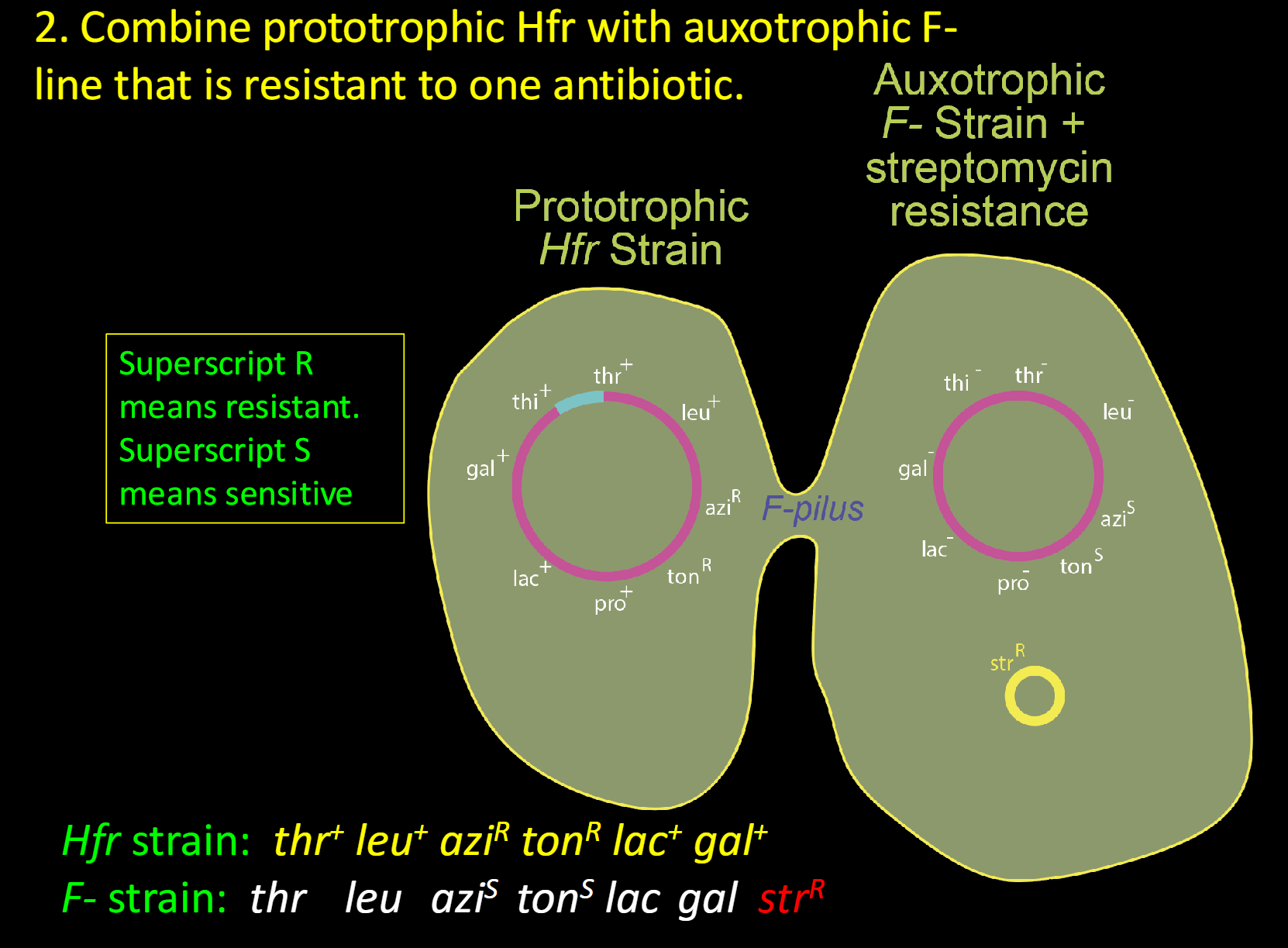 <p><span><span>Hfr strain: thr+ leu+ aziR tonR lac+ gal+<br>F- strain: thr leu aziS tonS lac gal strR</span></span></p>