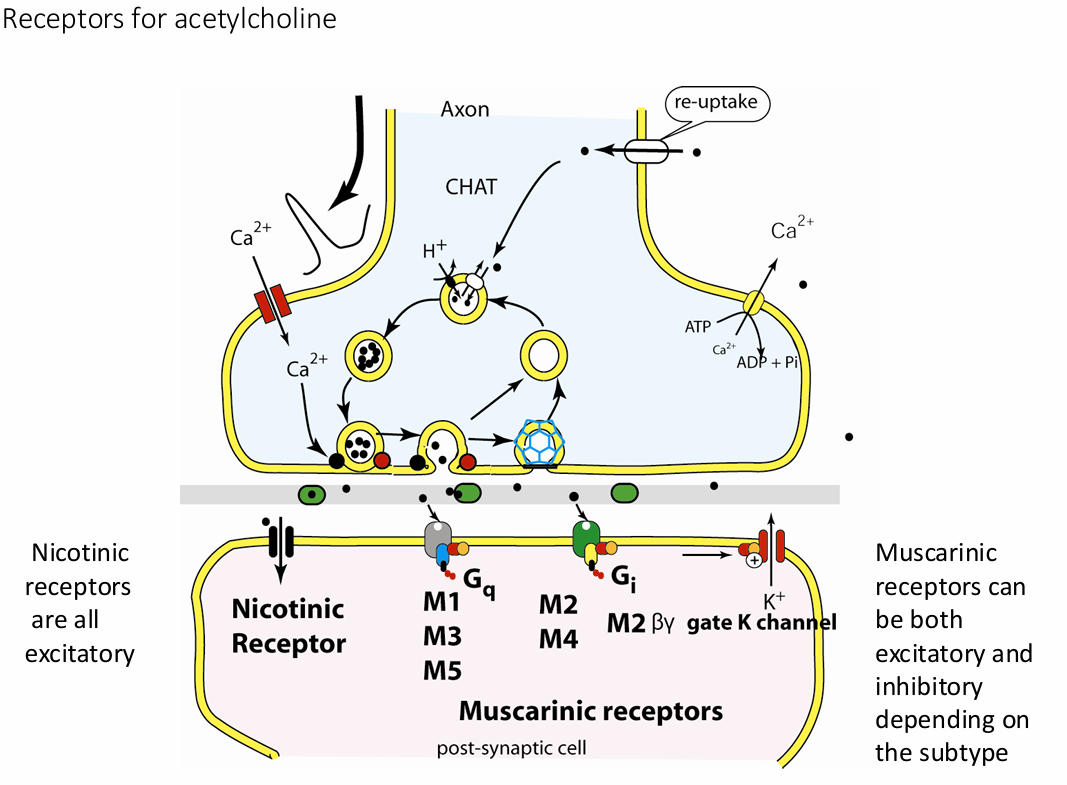 <ul><li><p>ACh</p></li><li><p>First identified; best understood</p></li><li><p>Released at neuromuscular junctions, by some&nbsp;<span style="background-color: transparent; font-size: 1.6rem;">ANS neurons, by some CNS neurons</span></p></li><li><p>Synthesized from acetic acid and choline by&nbsp;<span style="background-color: transparent; font-size: 1.6rem;">enzyme choline acetyltransferase</span></p></li><li><p>Degraded by enzyme acetylcholinesterase (AChE)</p></li><li><p>Bind to</p><ul><li><p>Nicotinic receptors (ion channels, fast, sympathetic&nbsp;<span style="background-color: transparent; font-size: 1.6rem;">and parasympathetic nervous system)</span></p></li><li><p><span style="background-color: transparent; font-size: 1.6rem;">muscarinic&nbsp;</span>receptors (G-protein coupled receptors, slow,&nbsp;<span style="background-color: transparent; font-size: 1.6rem;">parasympathetic nervous system – rest and digest)</span></p></li></ul></li></ul><p></p>