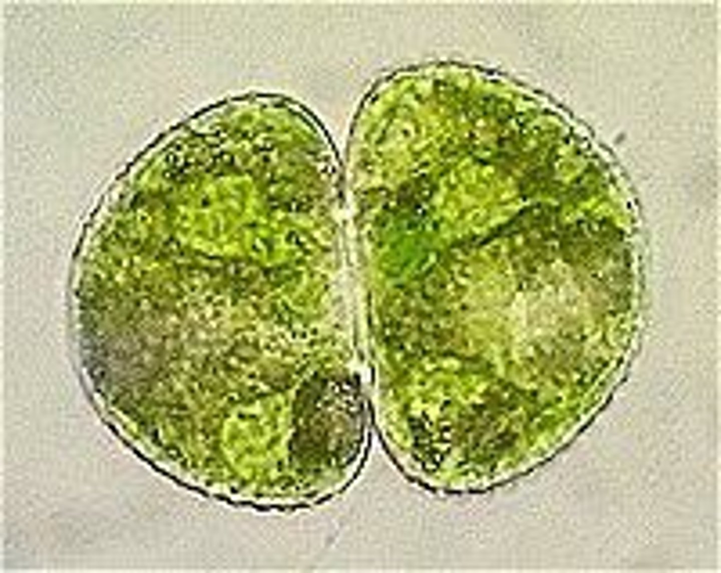 <p>Symmetrical green algae, found in freshwater.</p>