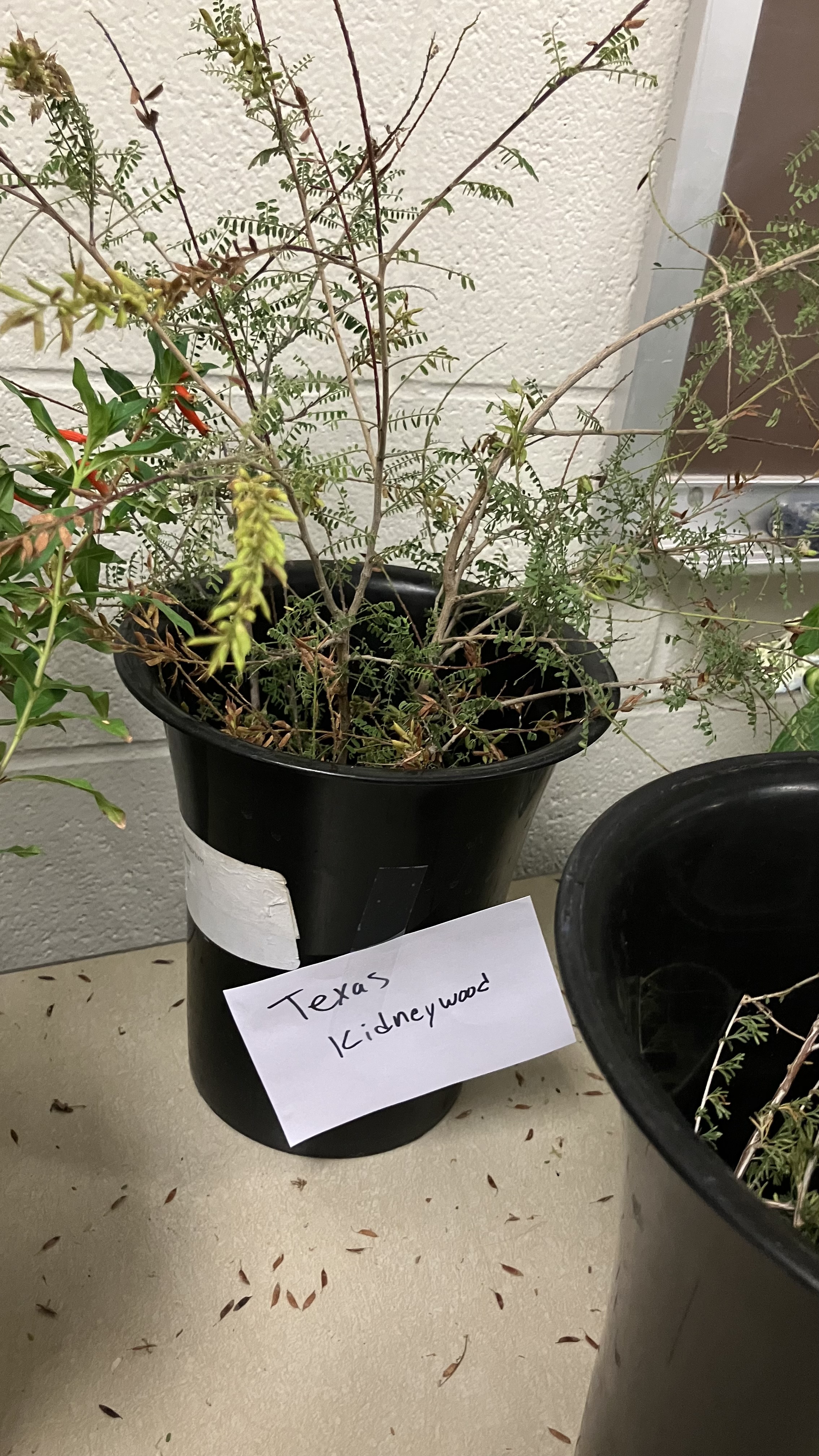 <p>Texas Kidneywood</p>