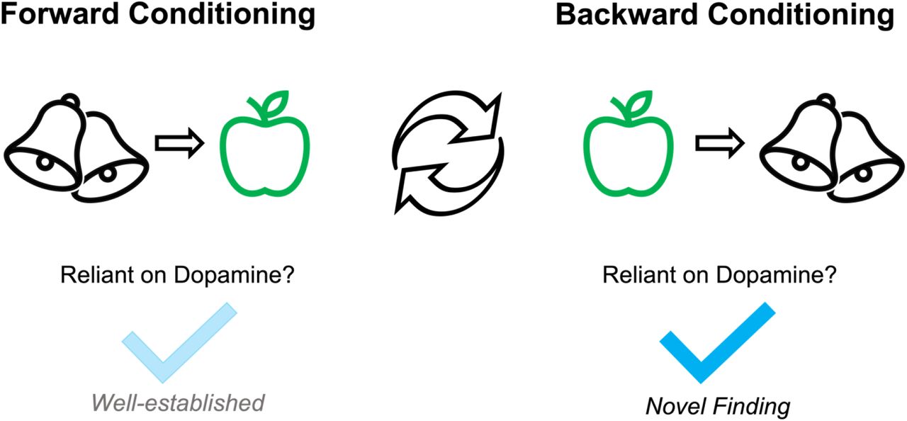 <p>Conditioning where the US is presented before the CS</p>