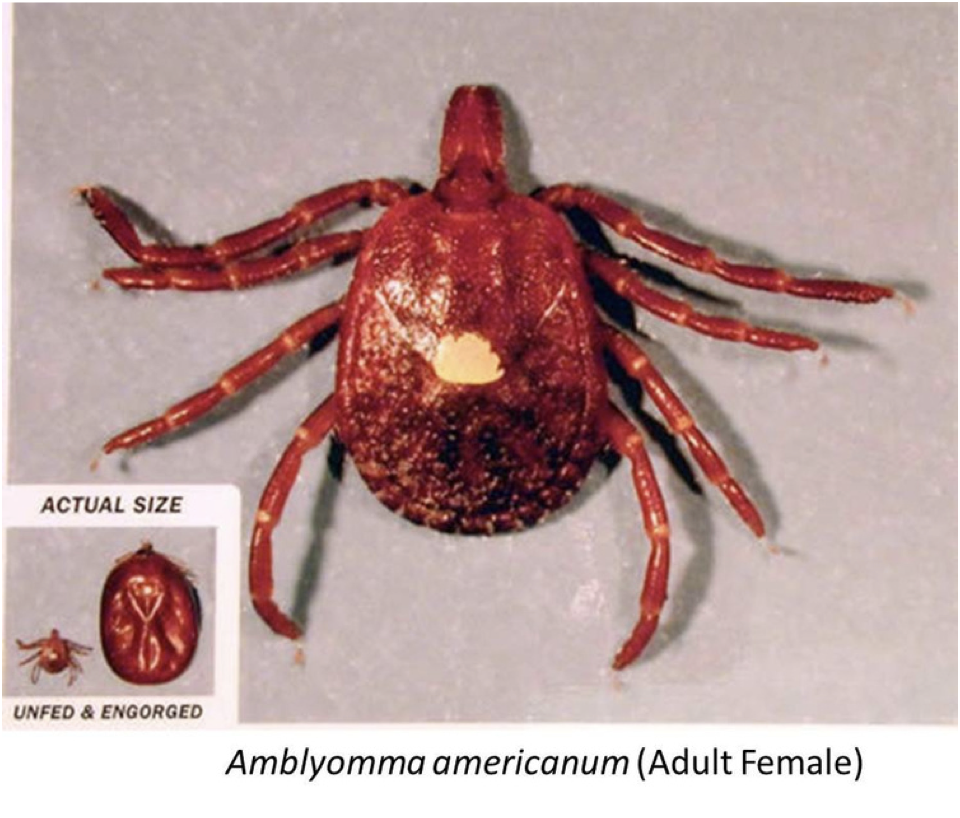 <ul><li><p>Lone Star Tick</p></li><li><p>produces anemia, vector for tularemia and RMSF</p></li><li><p>will feed on humans, loves to attach to the ear</p></li></ul><p></p>