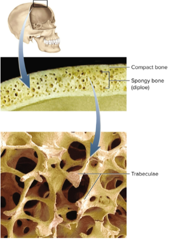 <p>Flat bones</p>