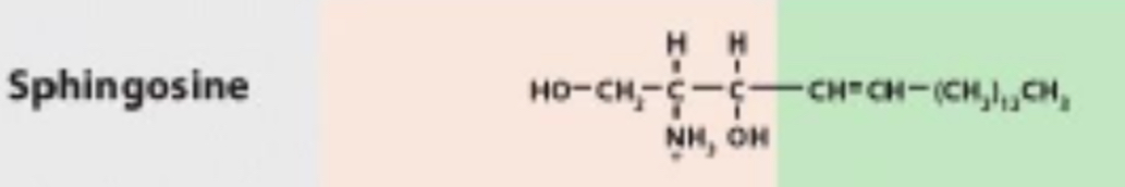 <p>Sphingolipids</p>