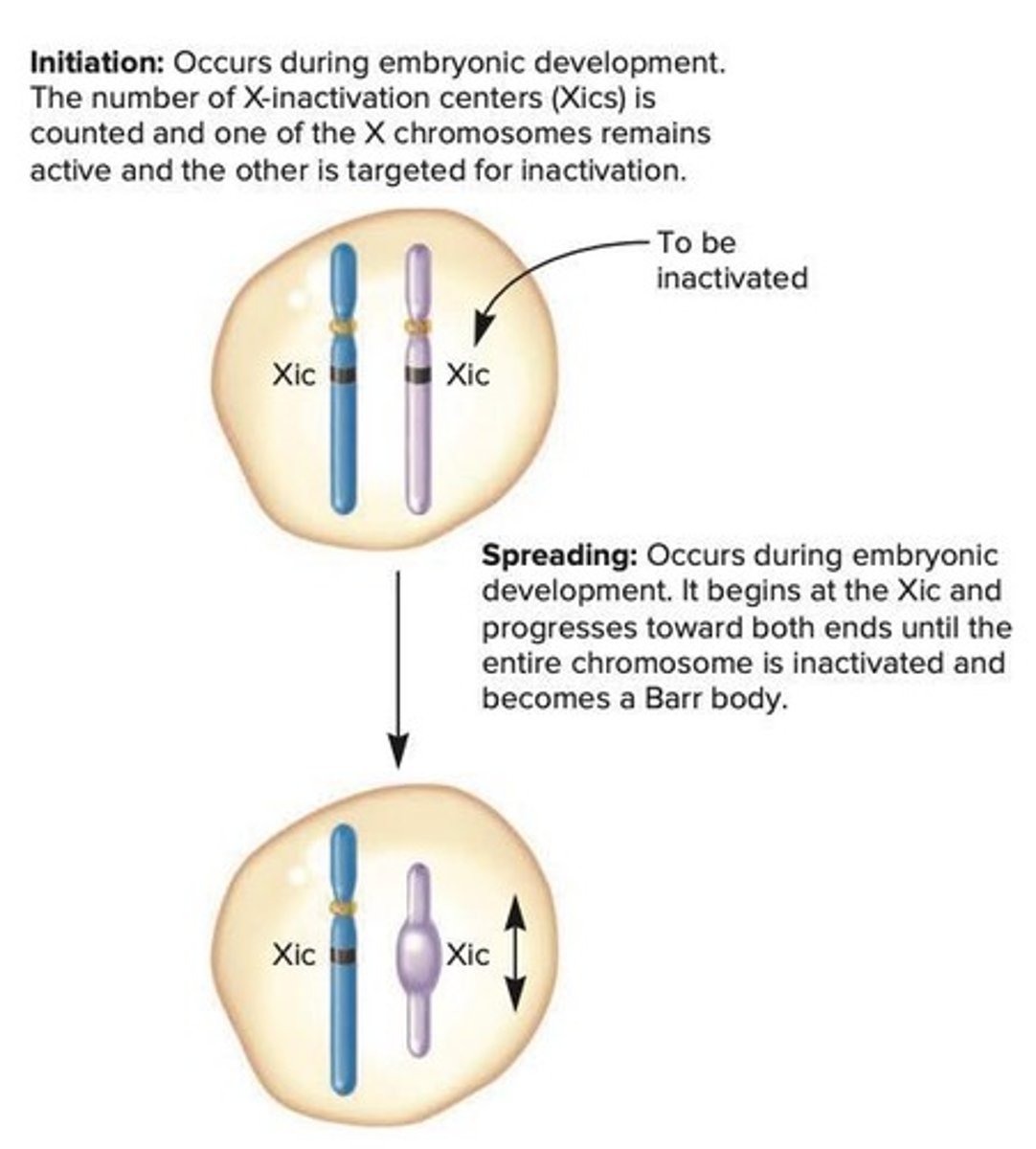 <p>Random X inactivation occurs early in development.</p>