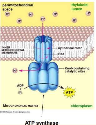 <ul><li><p>transport protein and enzyme</p></li><li><p>after four complexes</p></li><li><p><span style="background-color: transparent;">Movement of electrons and protons through complex I to IV causes high concentration in intermembrane space</span></p></li><li><p><span style="background-color: transparent;">Protons flow through atp synthase through diffusion: high to low concentration</span></p></li><li><p><span style="background-color: transparent;">Atp synthase spins like a turbine and produces atp&nbsp;</span></p></li><li><p><span style="background-color: transparent;">Oxidative phosphorylation occurs: moving phosphate group indirectly through a chain of reaction</span></p></li><li><p><span style="background-color: transparent;">energy from spinning allows adp to bind to phosphate to make atp</span></p></li></ul><p></p>