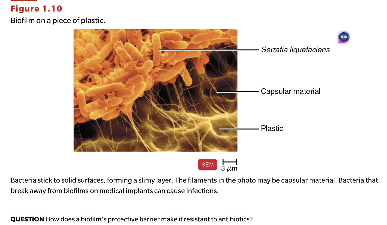 <p>QUESTION How does a biofilm's protective barrier make it resistant to antibiotics?</p>