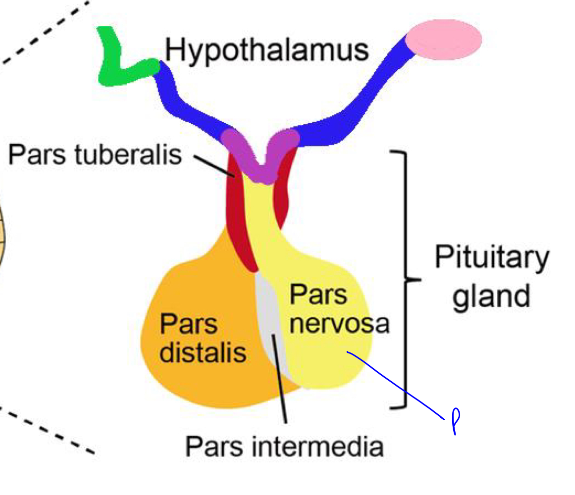 In the image of the hypothalamus, what is indicated by the following colors:


1. Purple
2. Pink
3. Green
4. Blue (includes part of the purple in the center)