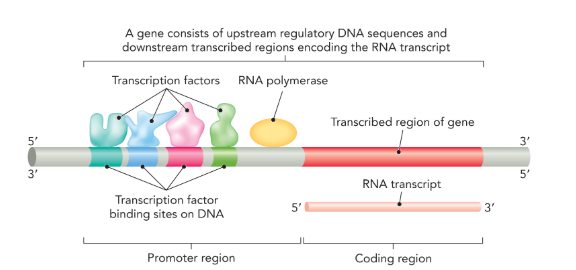 <p>proteins that recognize specific DNA sequences and facilitate transcriptional initiation at gene promoters by recruiting RNA polymerase (only in eukaryotes)</p>