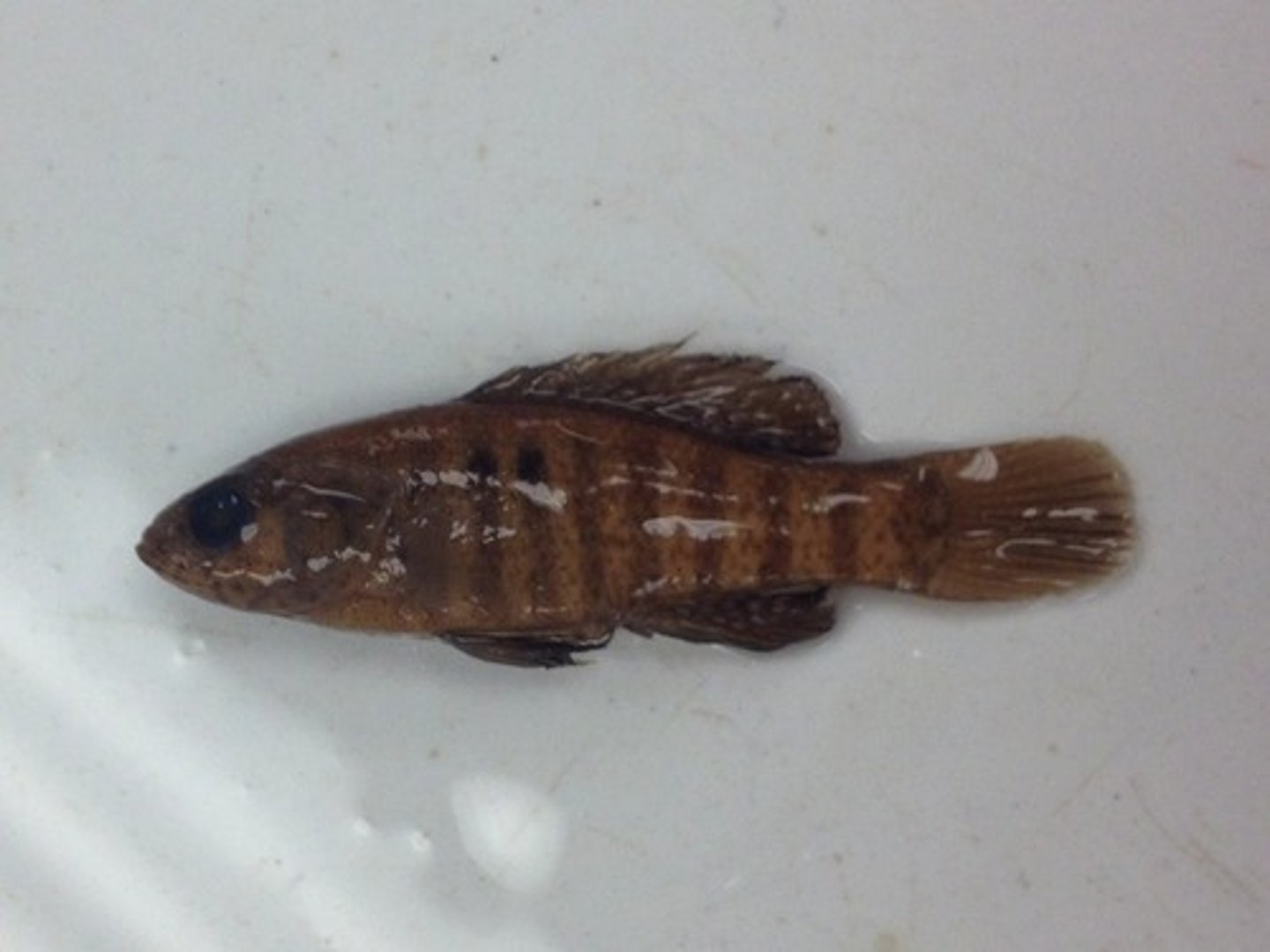 <p>Pygmy Sunfishes</p>