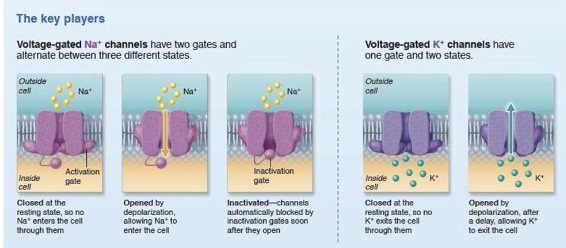 <p>activation gates = closed</p><p>inactivation gates = open</p>