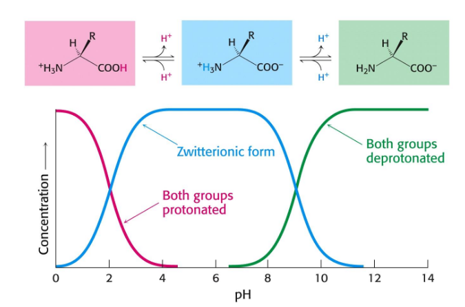 <p>Free amino acids are acids and bases in aqueous medium</p><p>amine pKa = 10</p><p>carboxylic acid pKa = 4</p><p>form amide bonds in chains</p>
