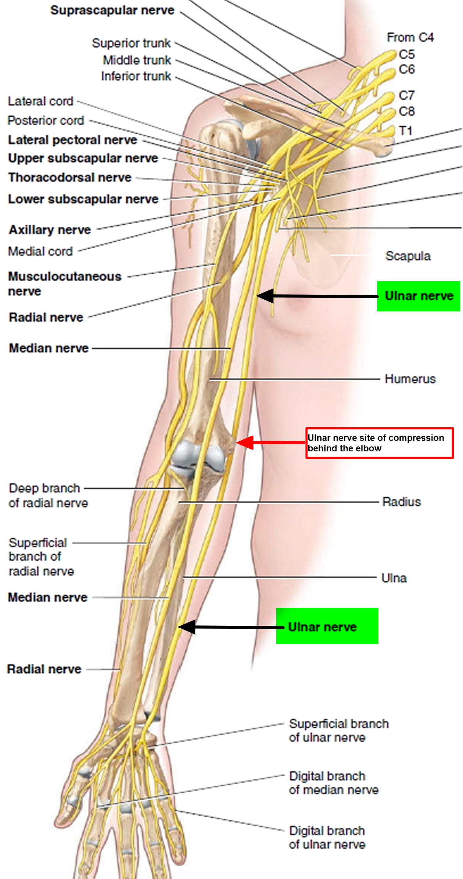 <p>Mostly the *Median nerve, except 1½ muscles (Flexor carpi ulnaris + half of FDP) by the Ulnar nerve*. ⚡ Mnemonic: "Median does most, Ulnar helps."</p>