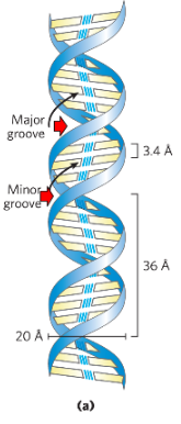 <ul><li><p>double helix</p></li><li><p>major and minor grooves</p></li></ul>