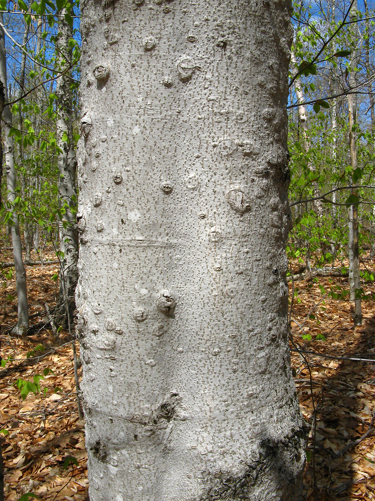 <p>Name this tree (scientific + common name)</p>