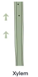 <p>state 3 <strong><em>adaptations</em></strong><em> and a </em><strong><em>function</em></strong> of a <u>xylem cell</u></p>