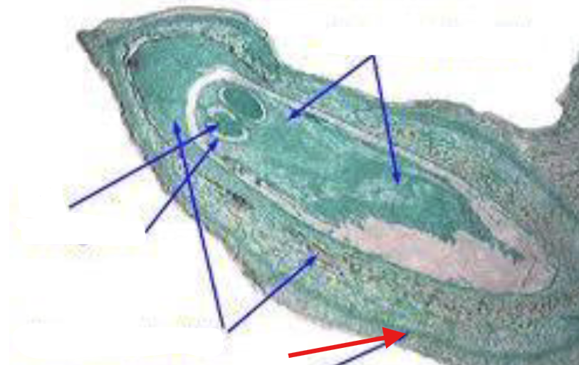 <p>What is being indicated on the Pinus Mature Ovule?</p>